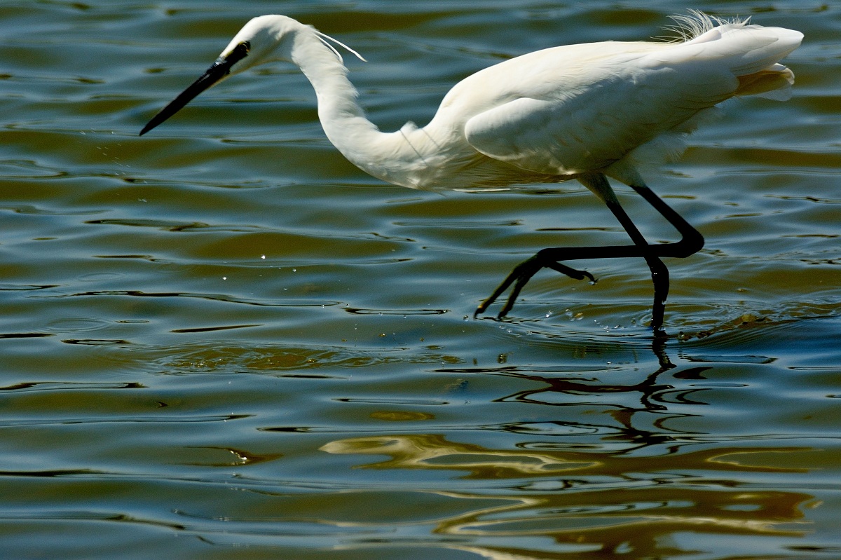 Egret