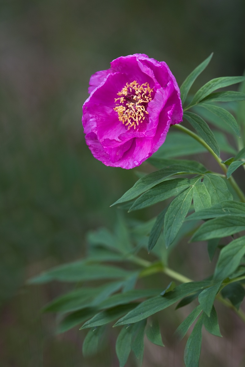 Peonia selvatica...