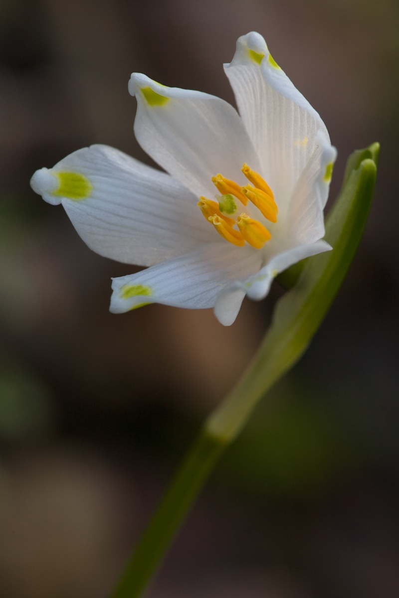 Campanellino di primavera...