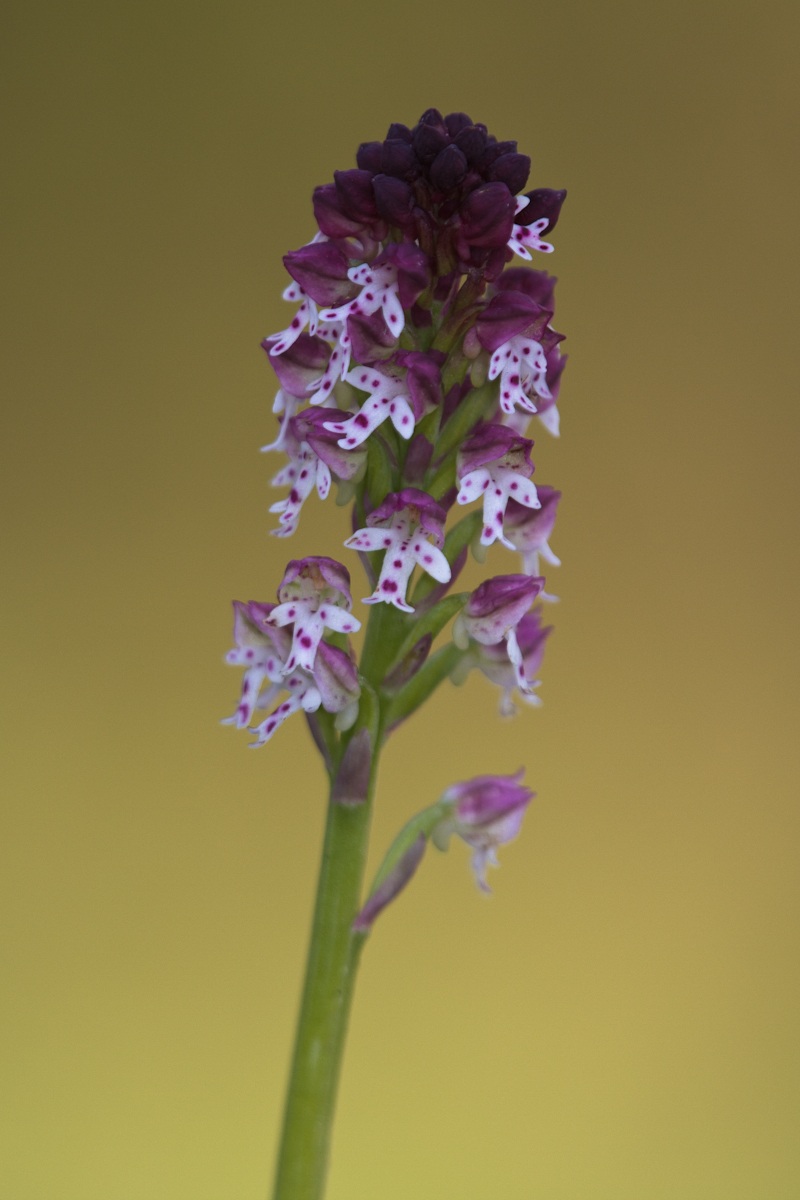 Orchidea bruciacchiata...