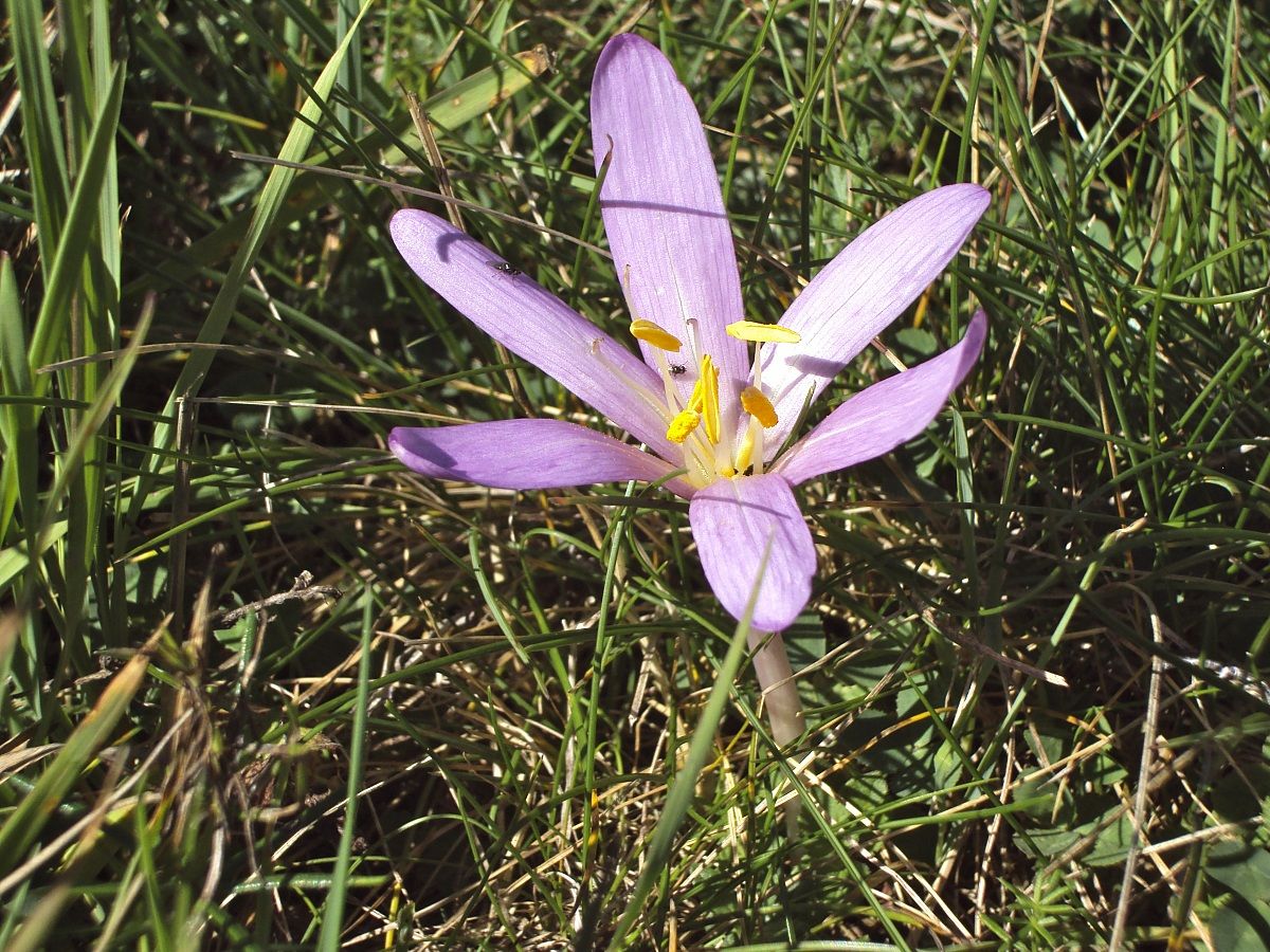 colchicum autumnale!