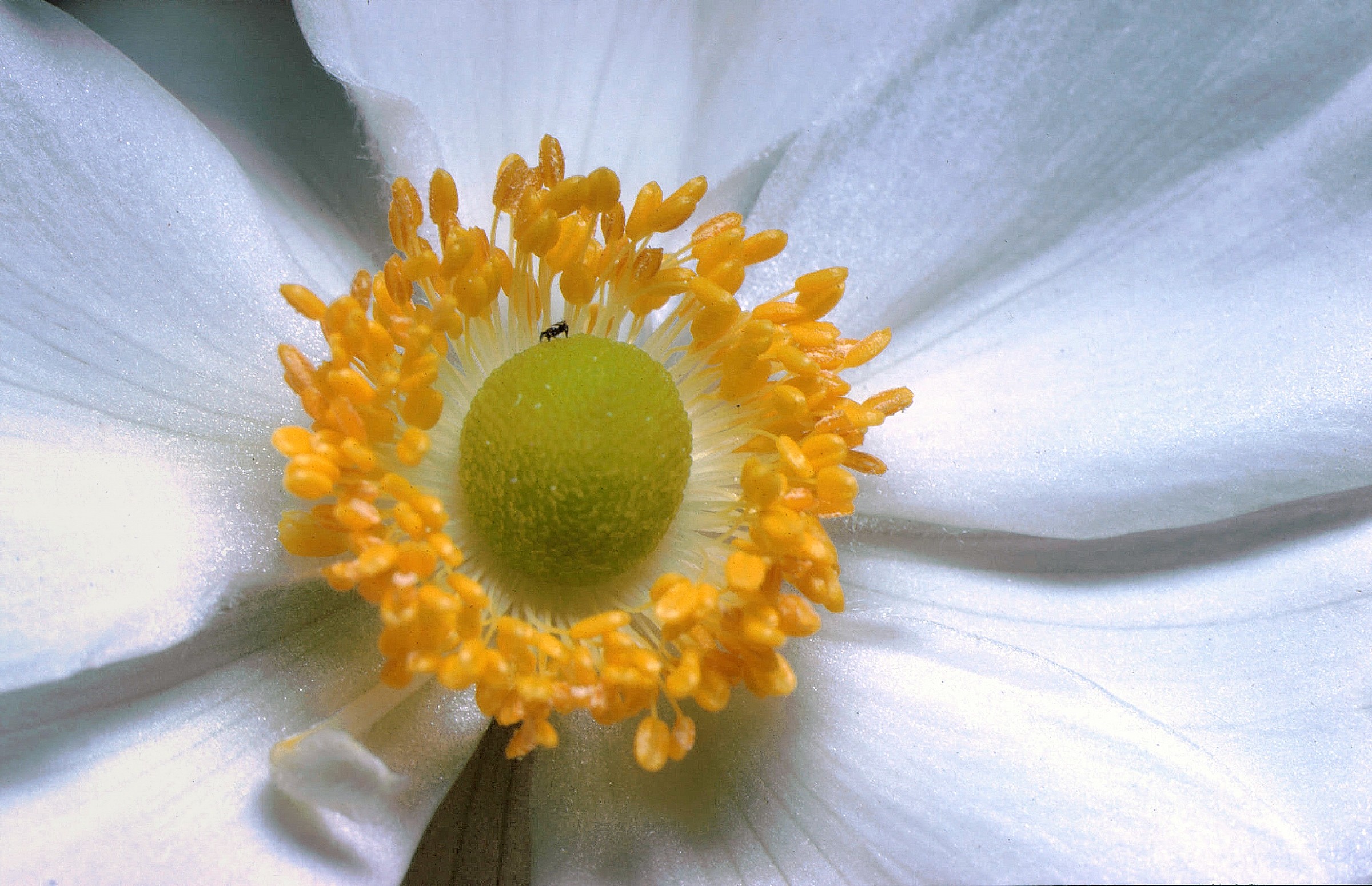 Fiorellino con mini insetto - 1984