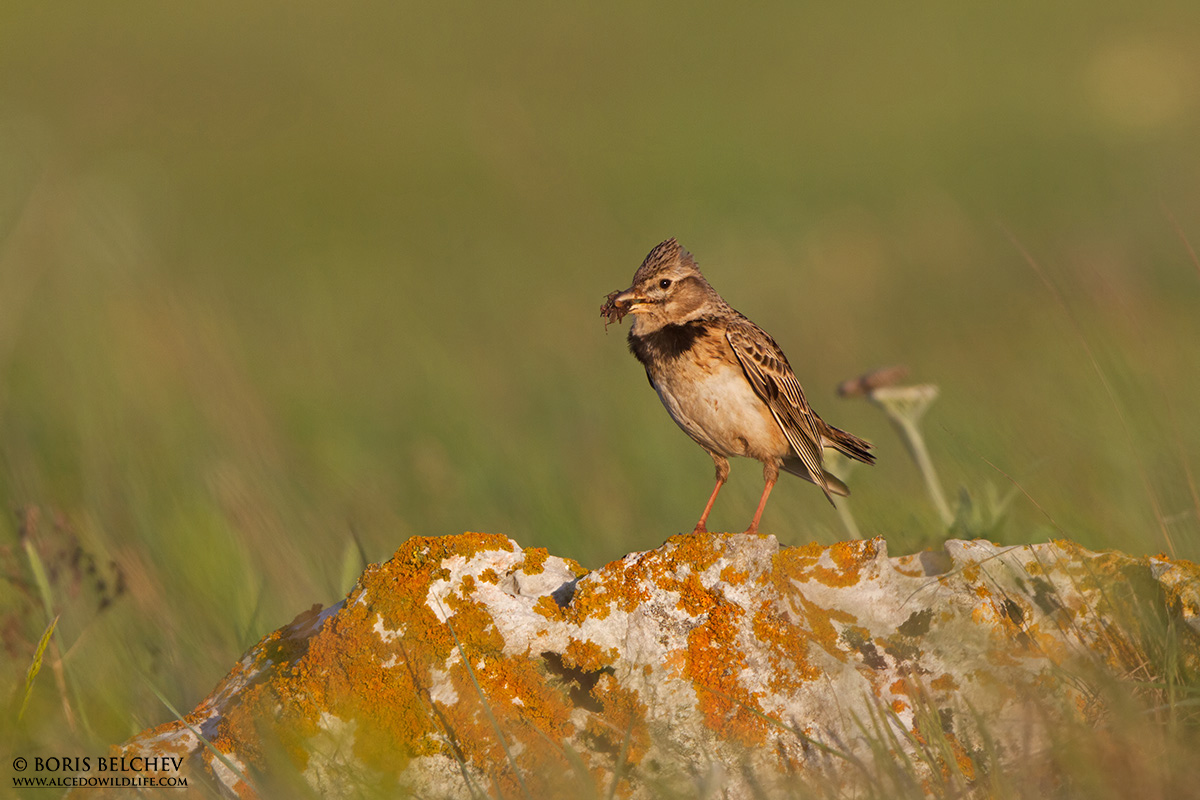 Calandra (Melanocorypha calandra)