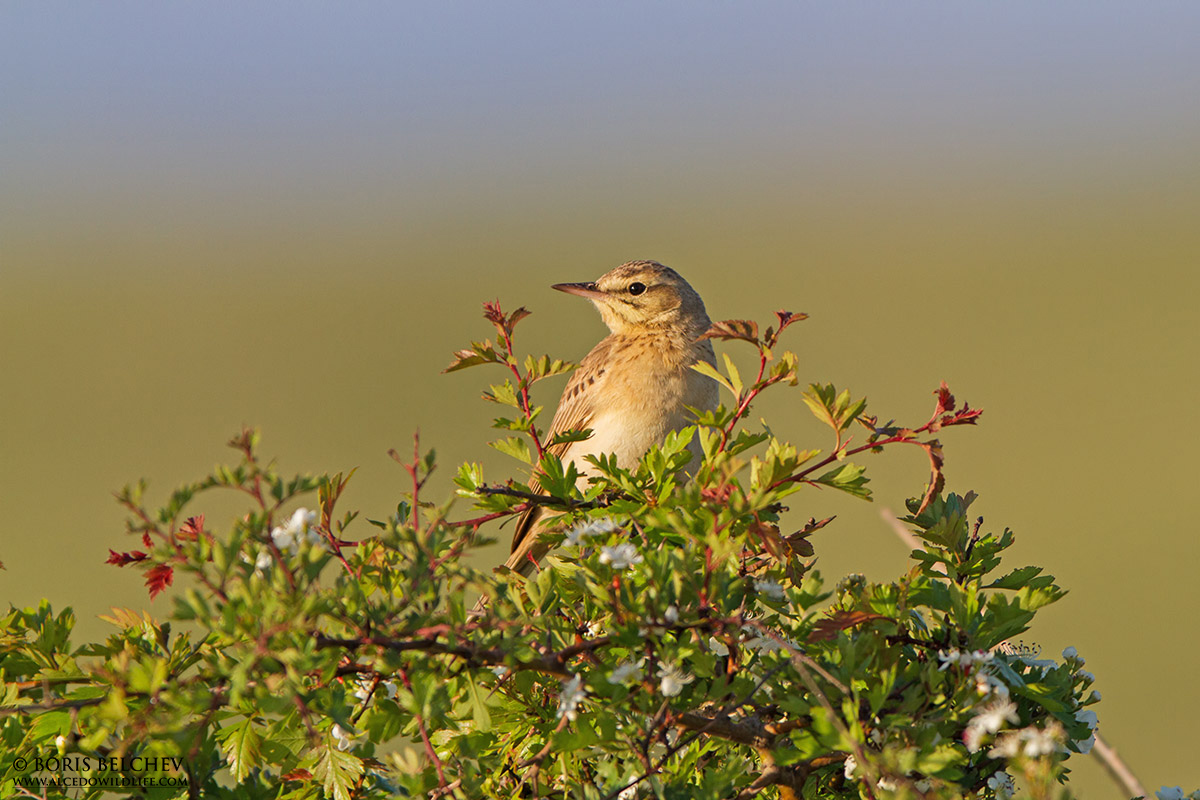 Calandro (Anthus campestris)