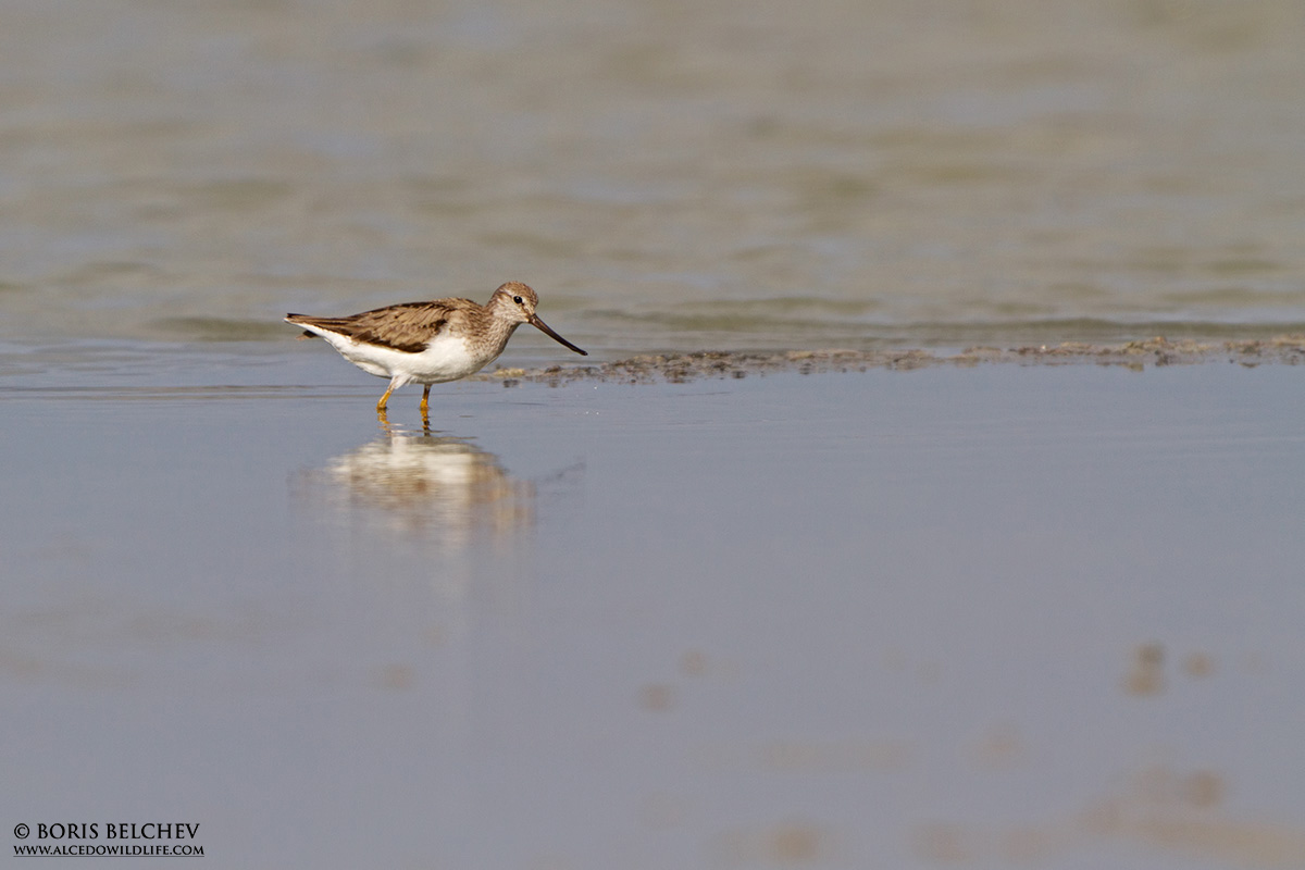 Terek Sandpiper (Xenus cinereus)