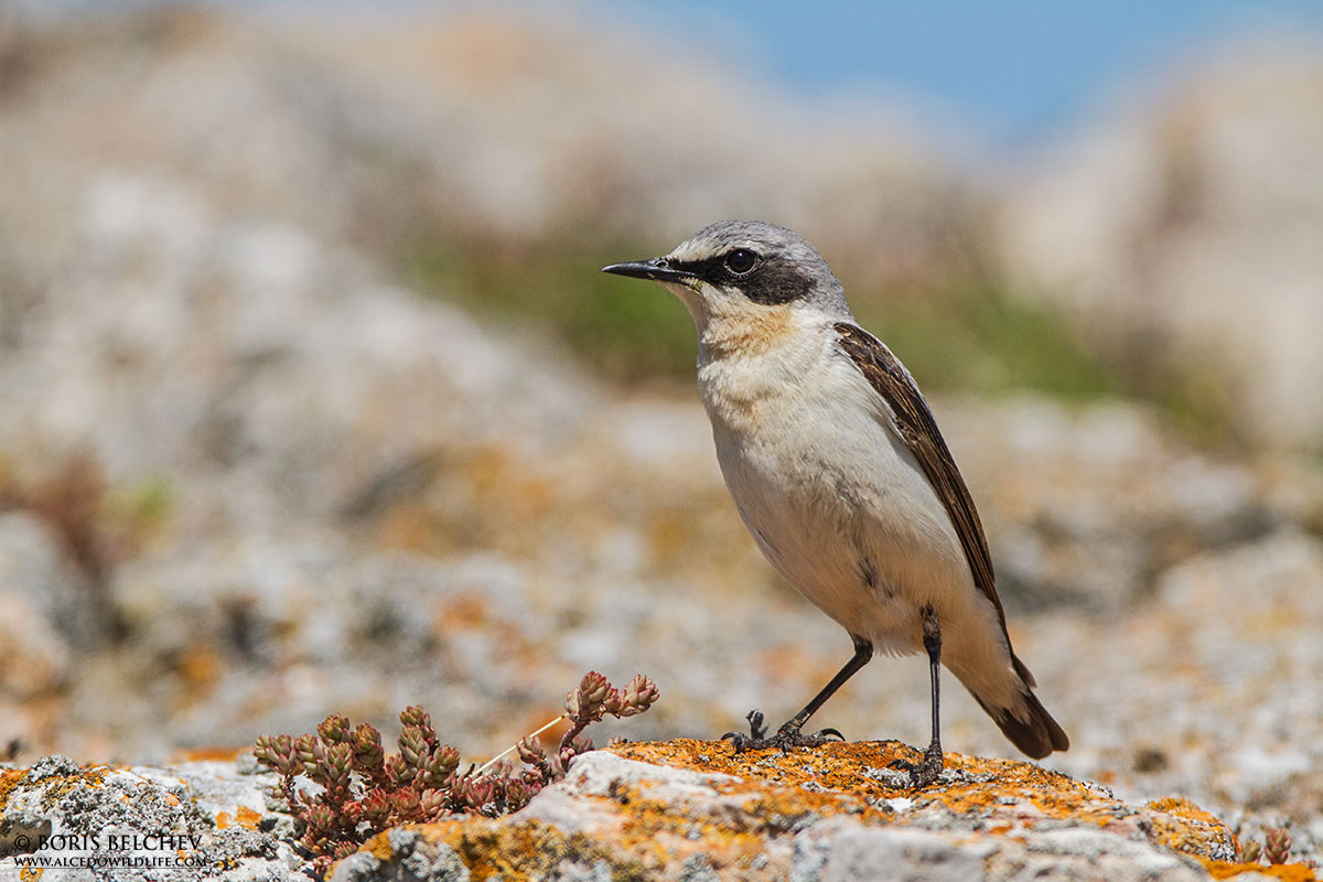 Culbianco Nord (Oenanthe Oenanthe)