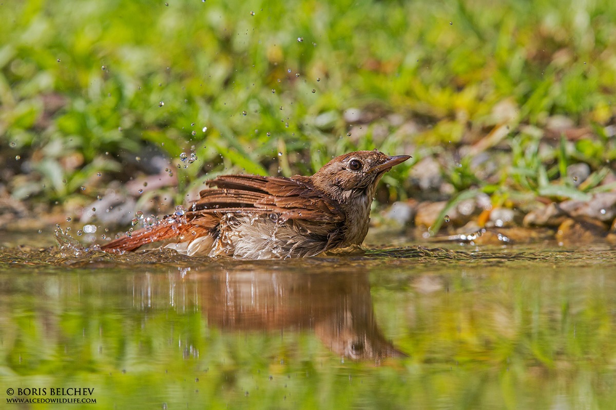 Usignolo (Luscinia megarhynchus)