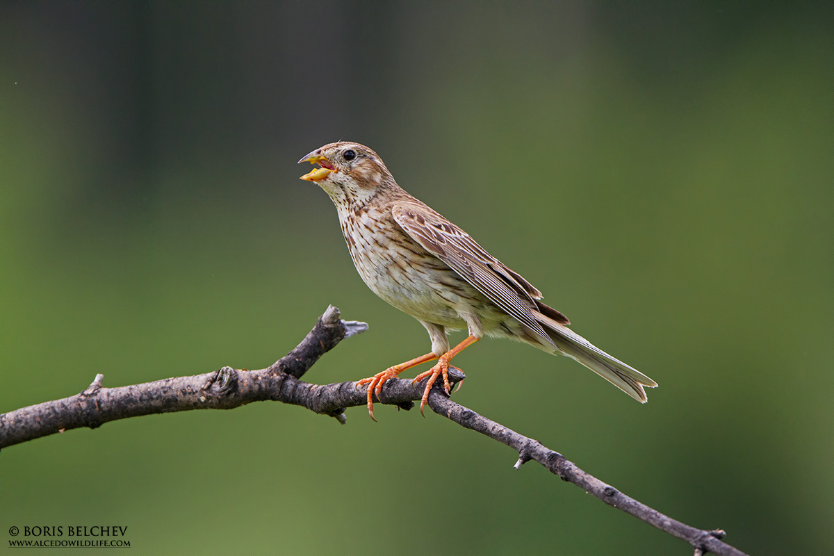 Strillozzo (Emberiza calandra)