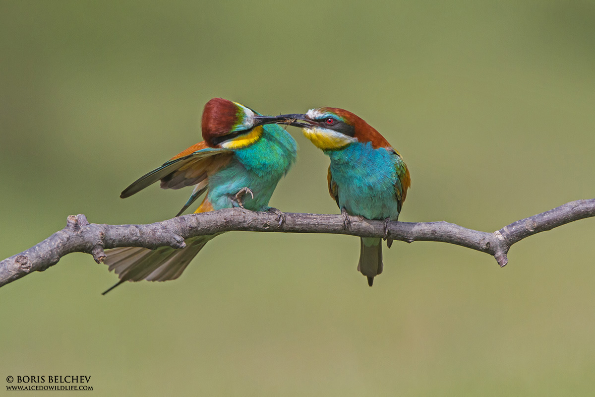 Gruccione (Merops apiaster)