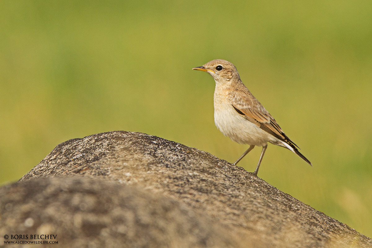 Isabeline Culbianco (Oenanthe ISABELINA)