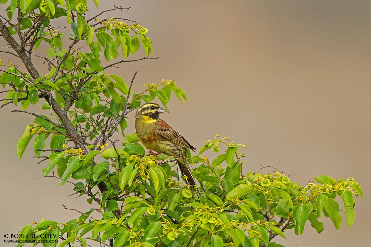 Zigolo nero (Emberiza cirlus) maschio