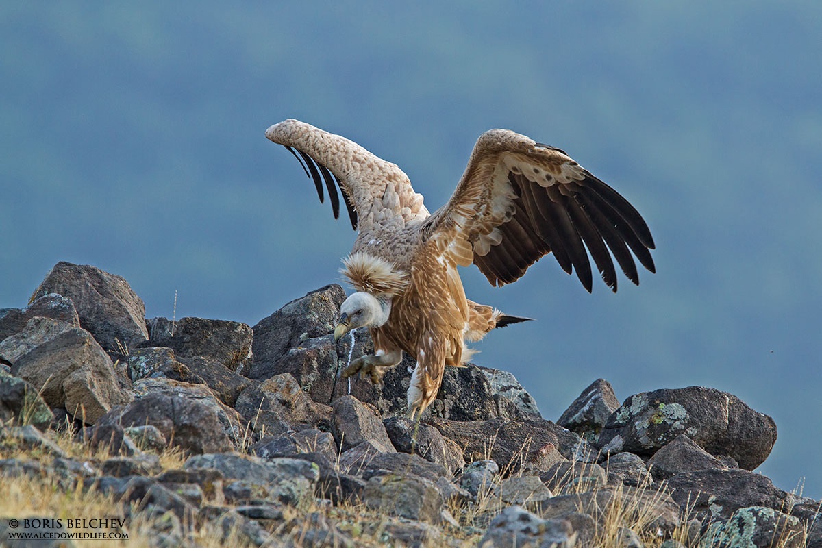 Grifone (Gyps fulvus)