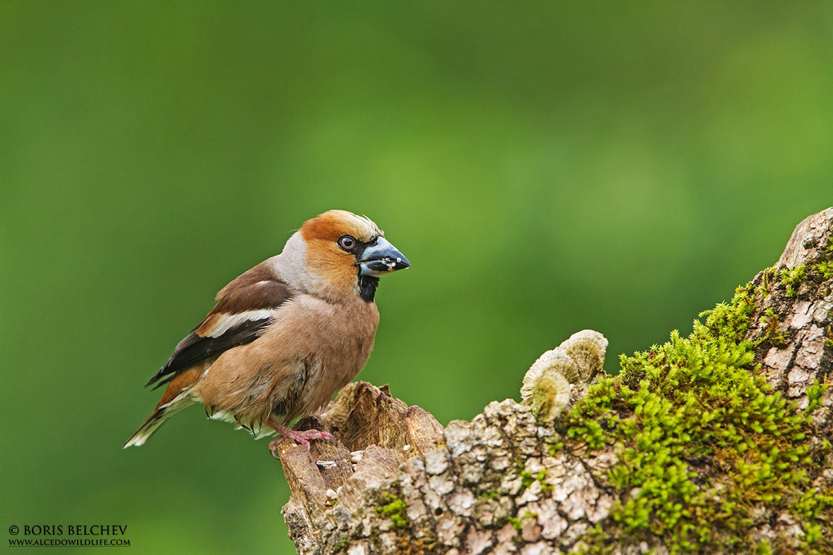Frosone (Coccothraustes coccothraustes)