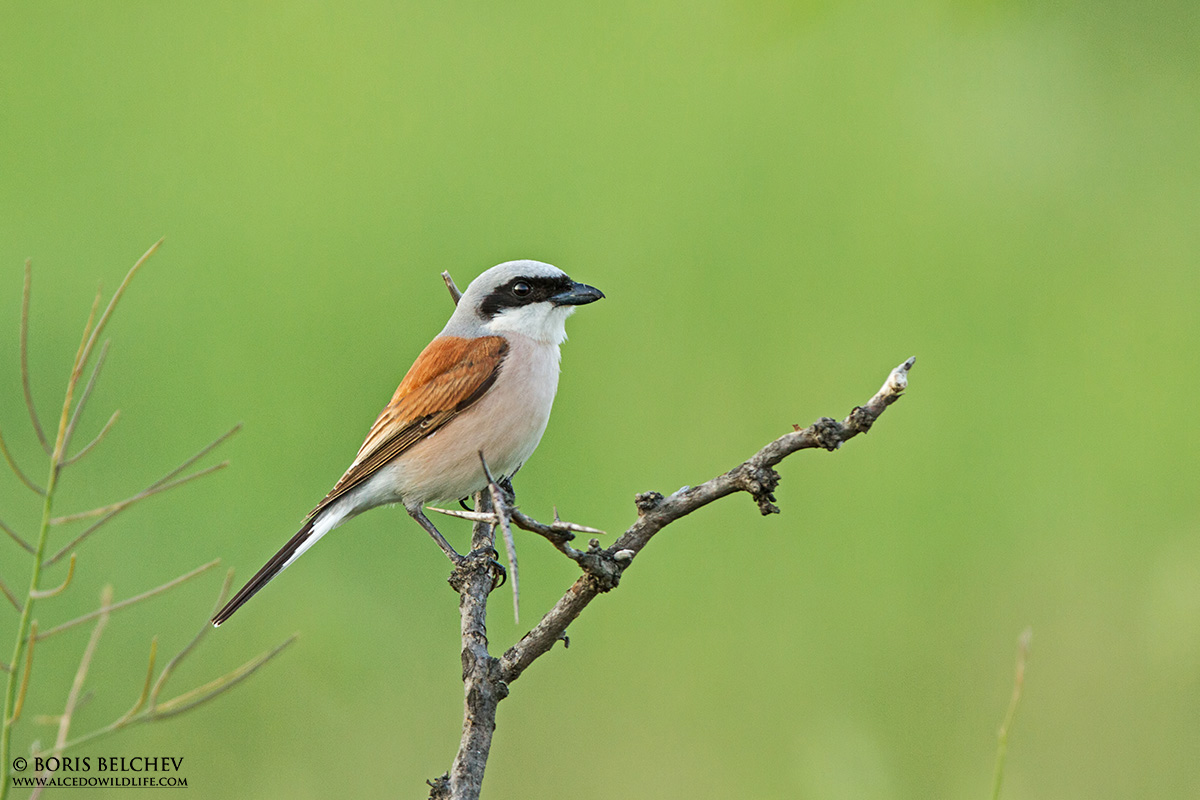 Averla piccola (Lanius collurio) maschio