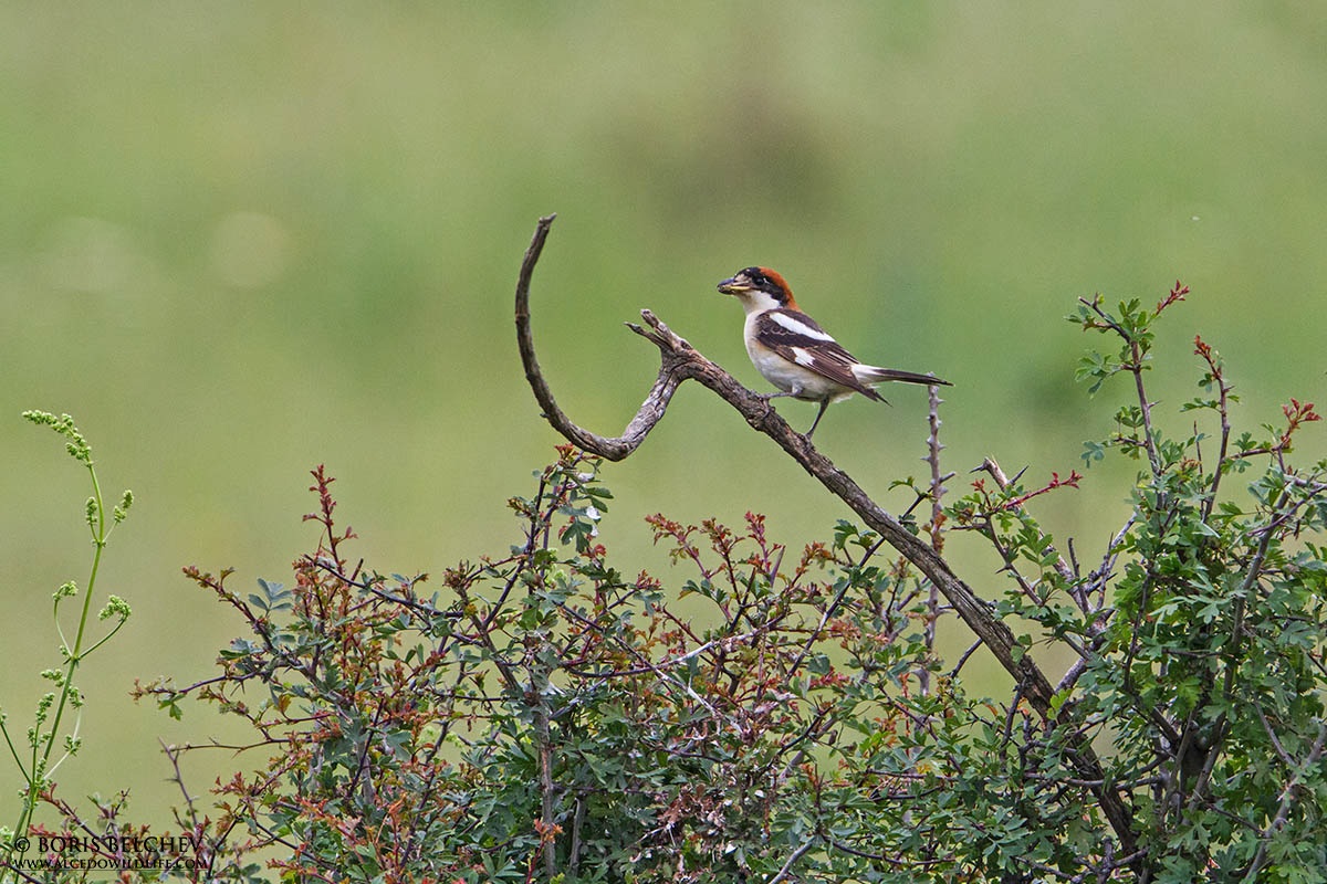 Averla capirossa (Lanius senator) maschio