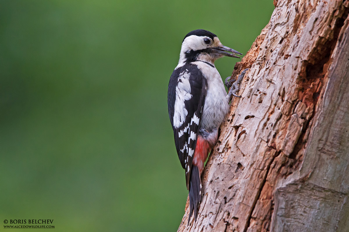 Siriano Picchio (Dendrocopos syriacus) femmina