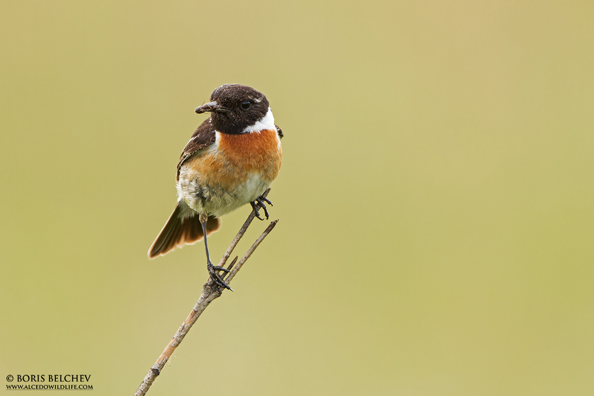 Saltimpalo (Saxicola rubicola) maschio