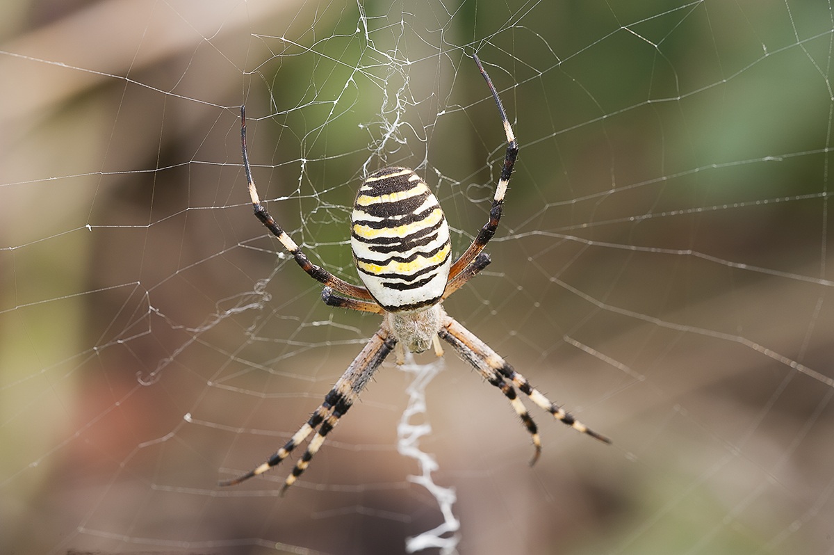 Argiope