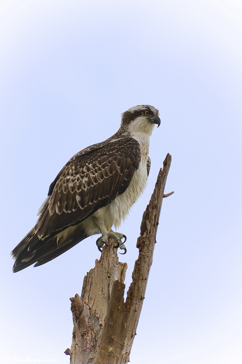 osprey .. Flueless