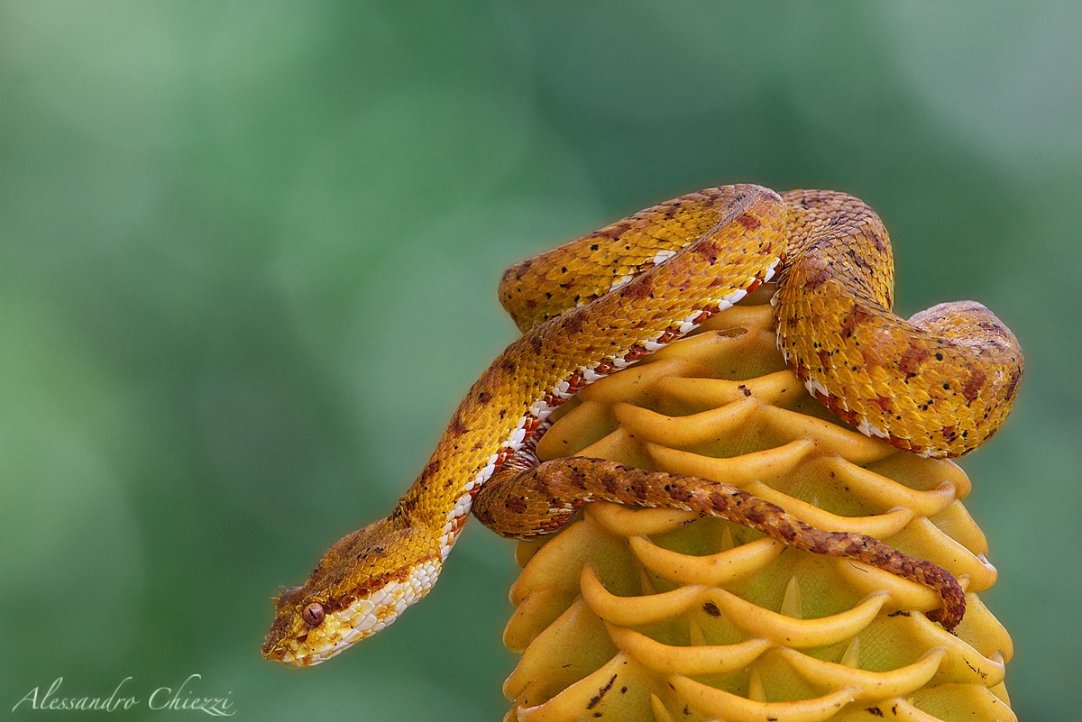 Eyelash palm pit viper