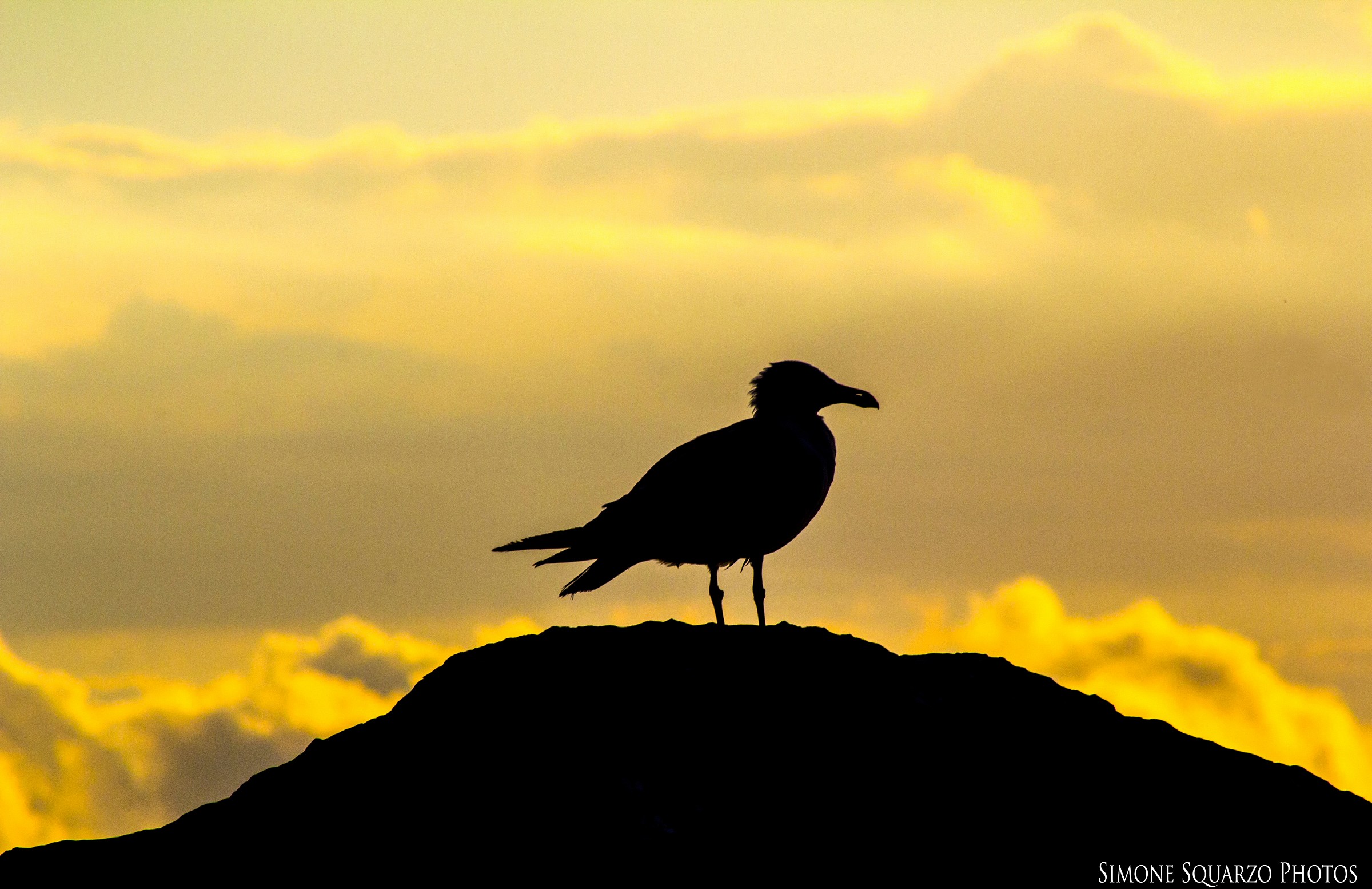 Seagull Shadows