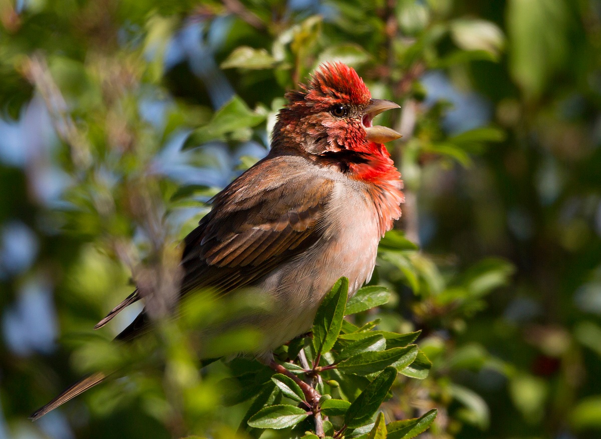 ciuffolotto scarlatto