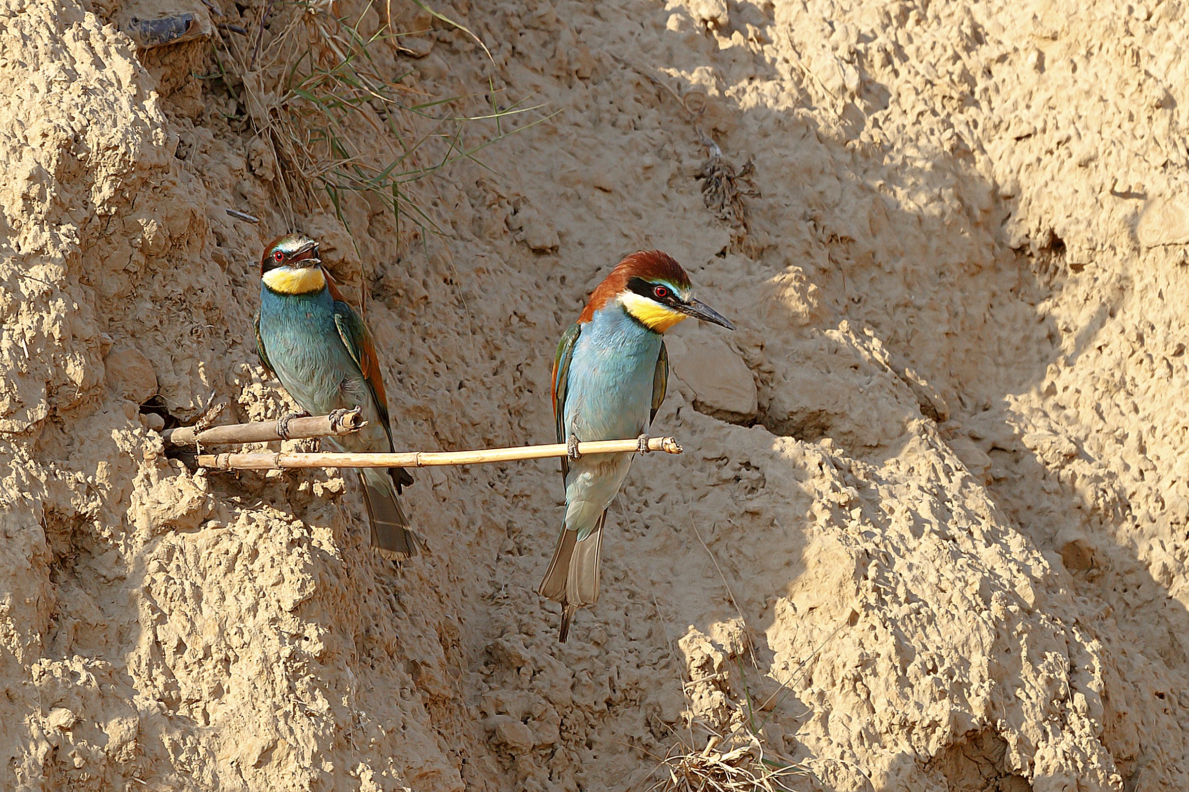 Bee eaters