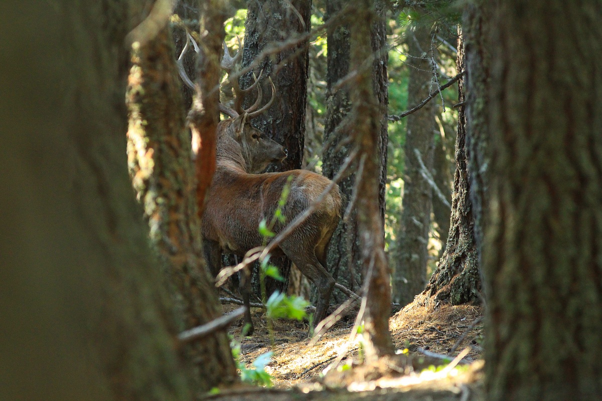 the king of the woods