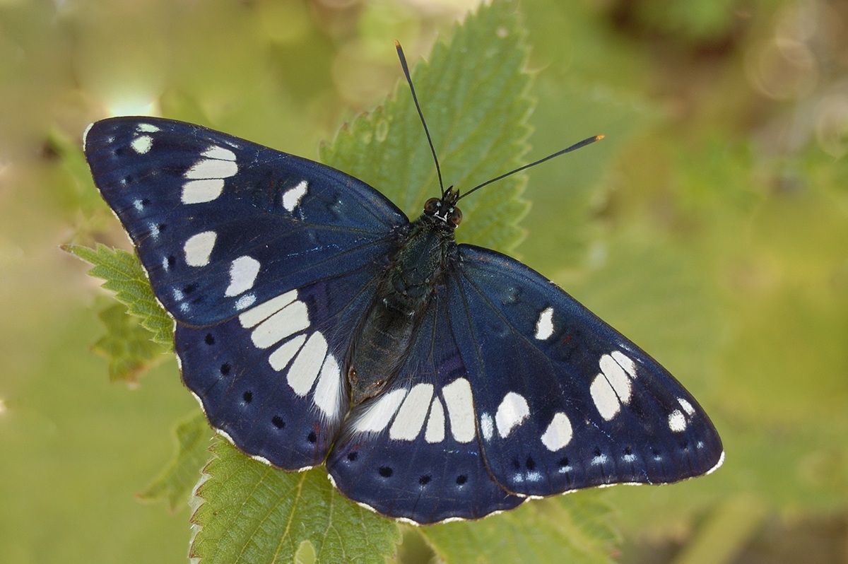 Limenitis Reducta
