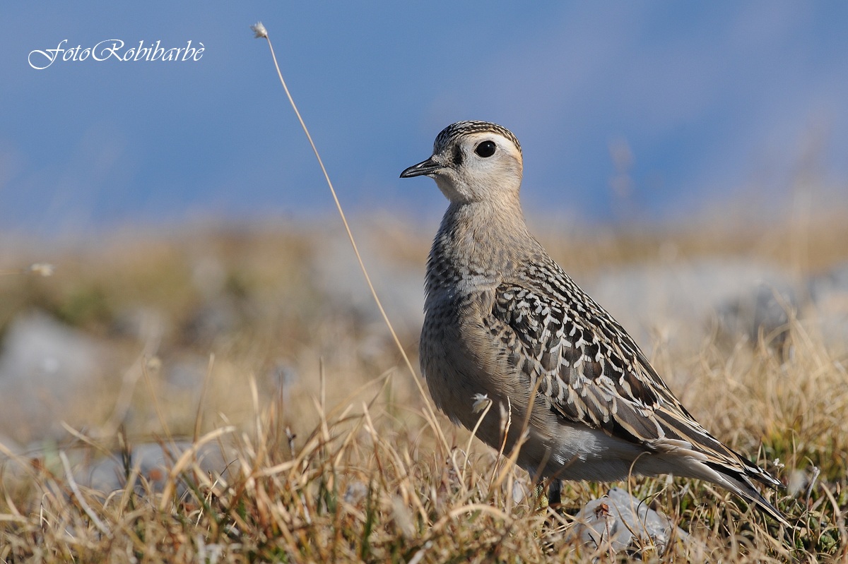 Piviere tortolino .......