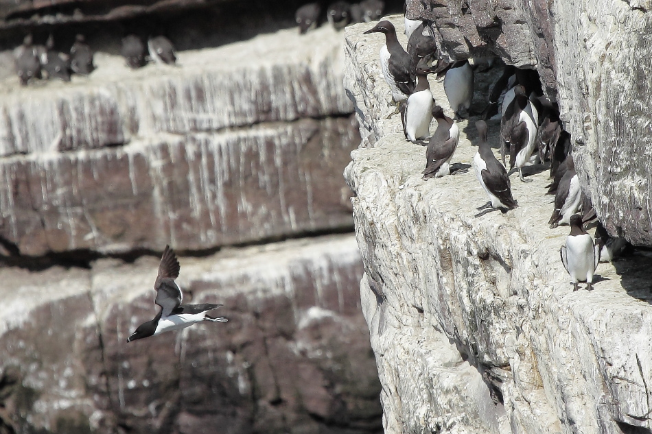 Gazza marina volante e urie