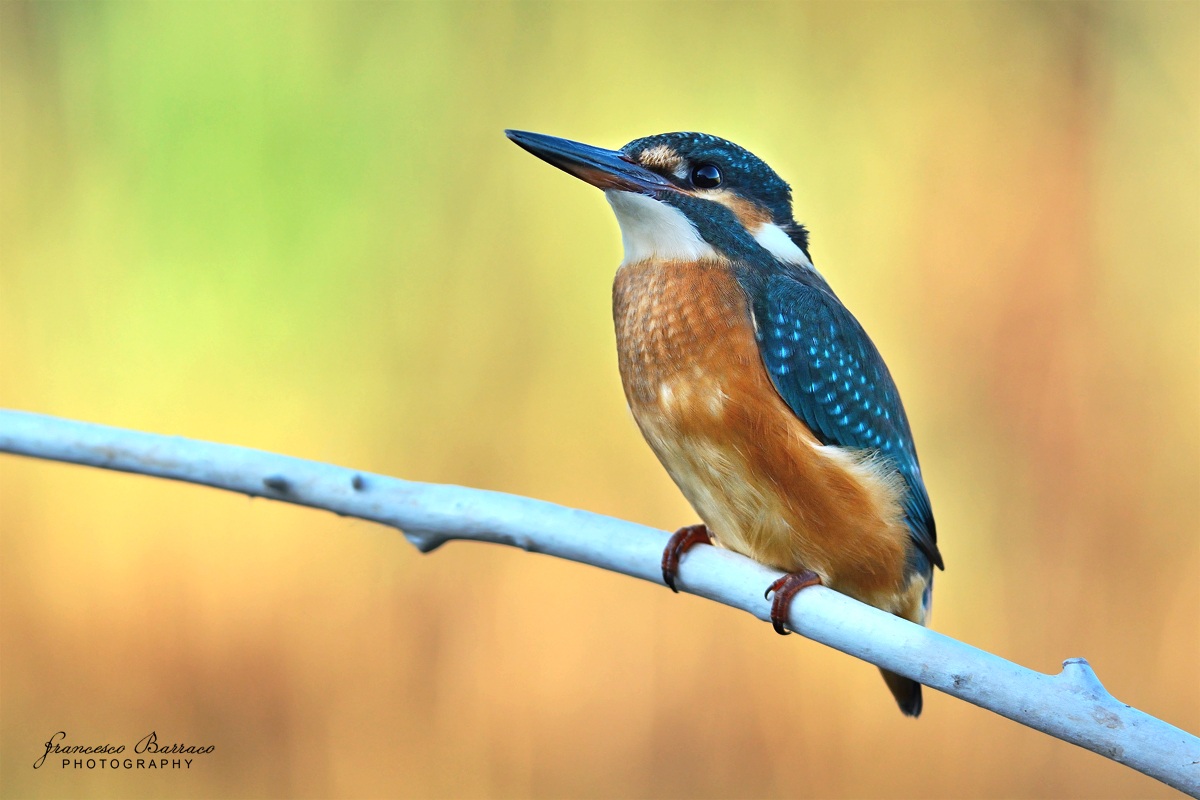 Martin Fisherman at Sunset