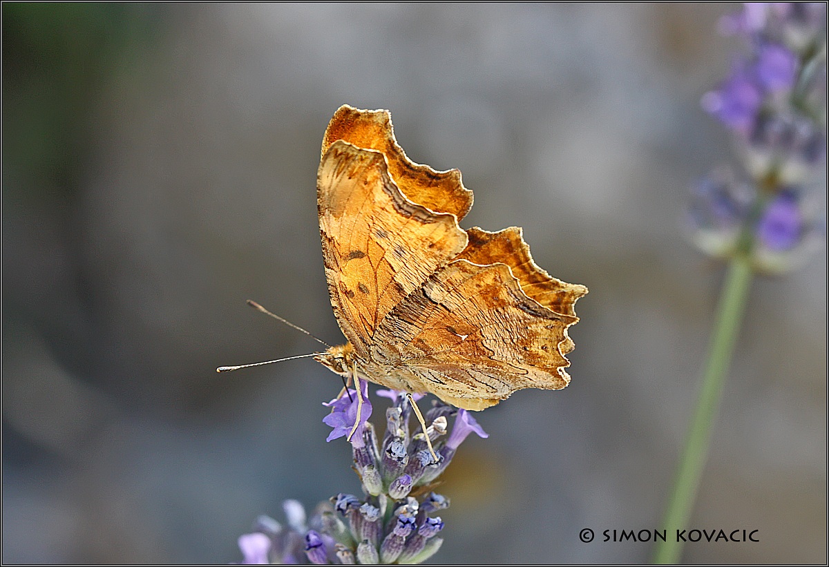 Polygonia Aegean