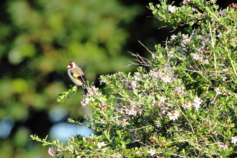 Cardellino / Goldfinch