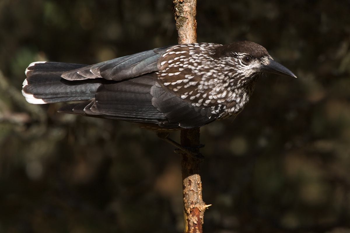 Nocciolaia acrobata...