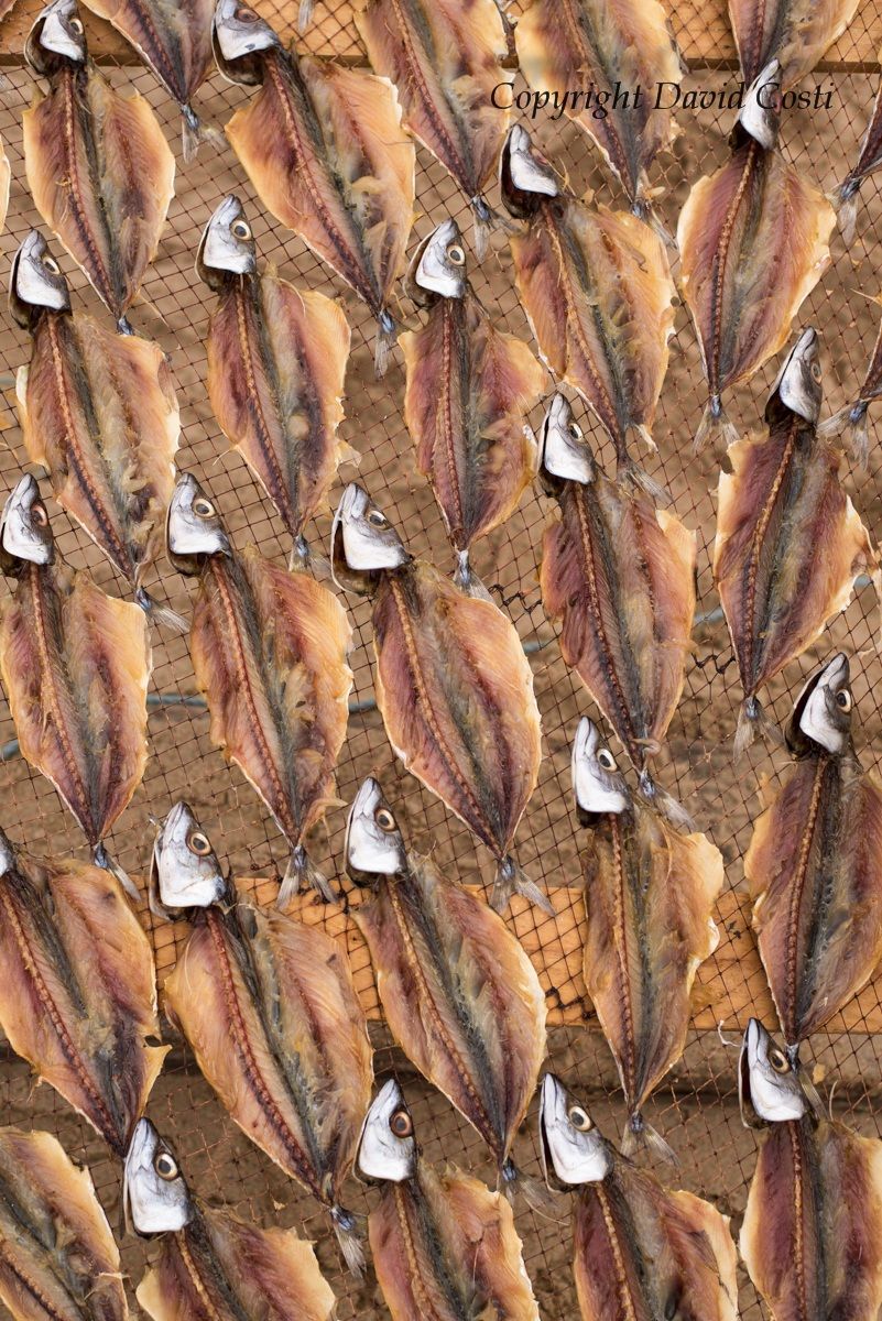 Prima o Poi Qualcuno Vi Mangia