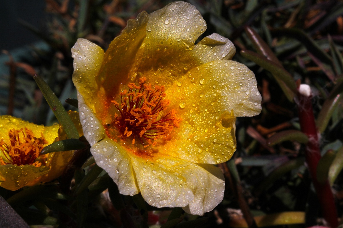 Portulaca oleracea