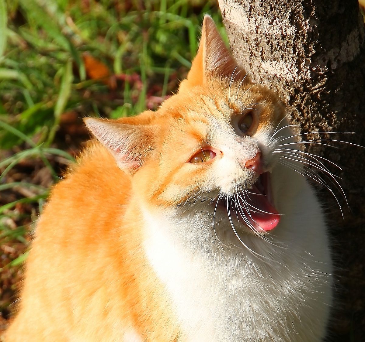 the roar of the feline