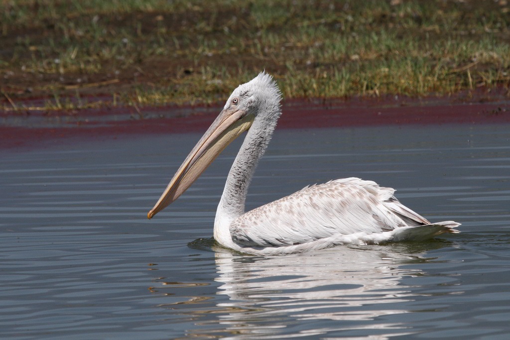 Pelican