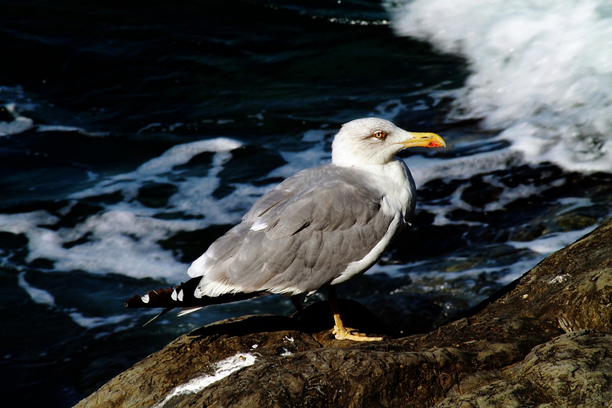 Seagull