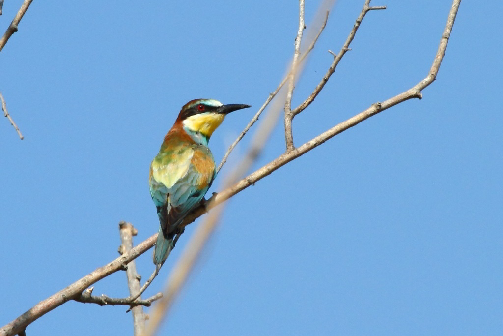 Bee-eater