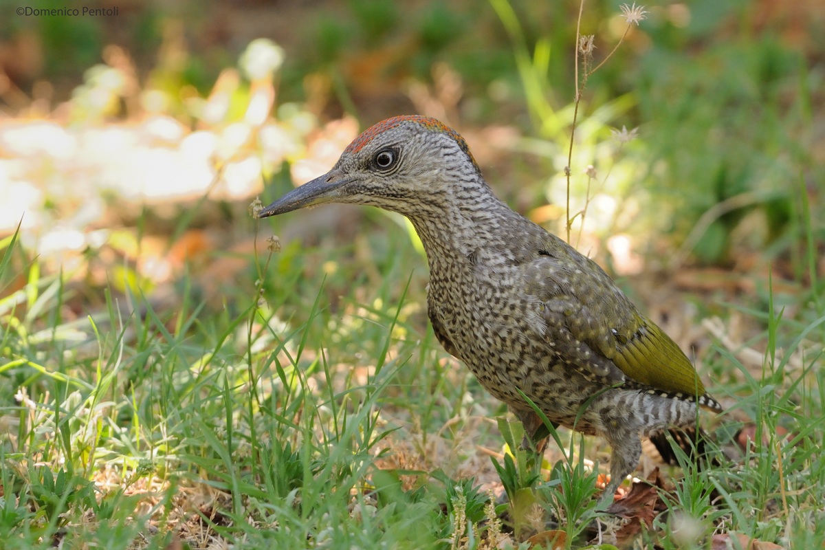 Green Woodpecker Young