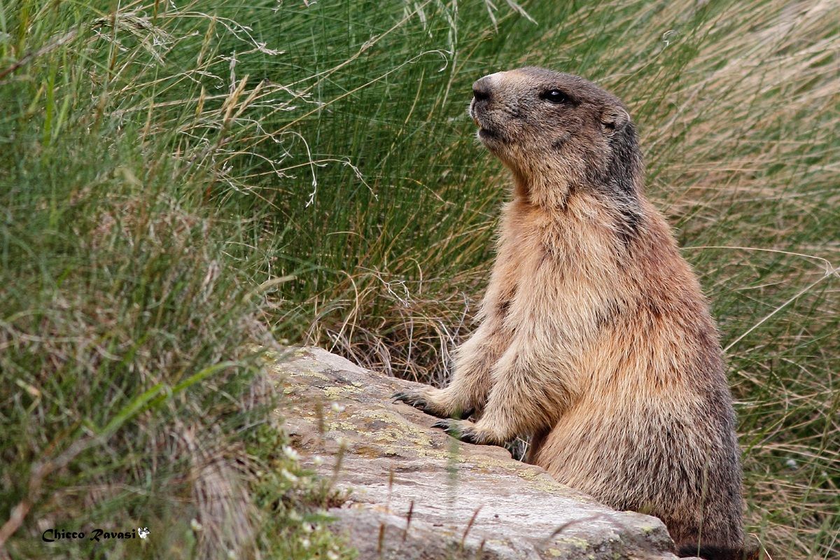 Marmotta attenta