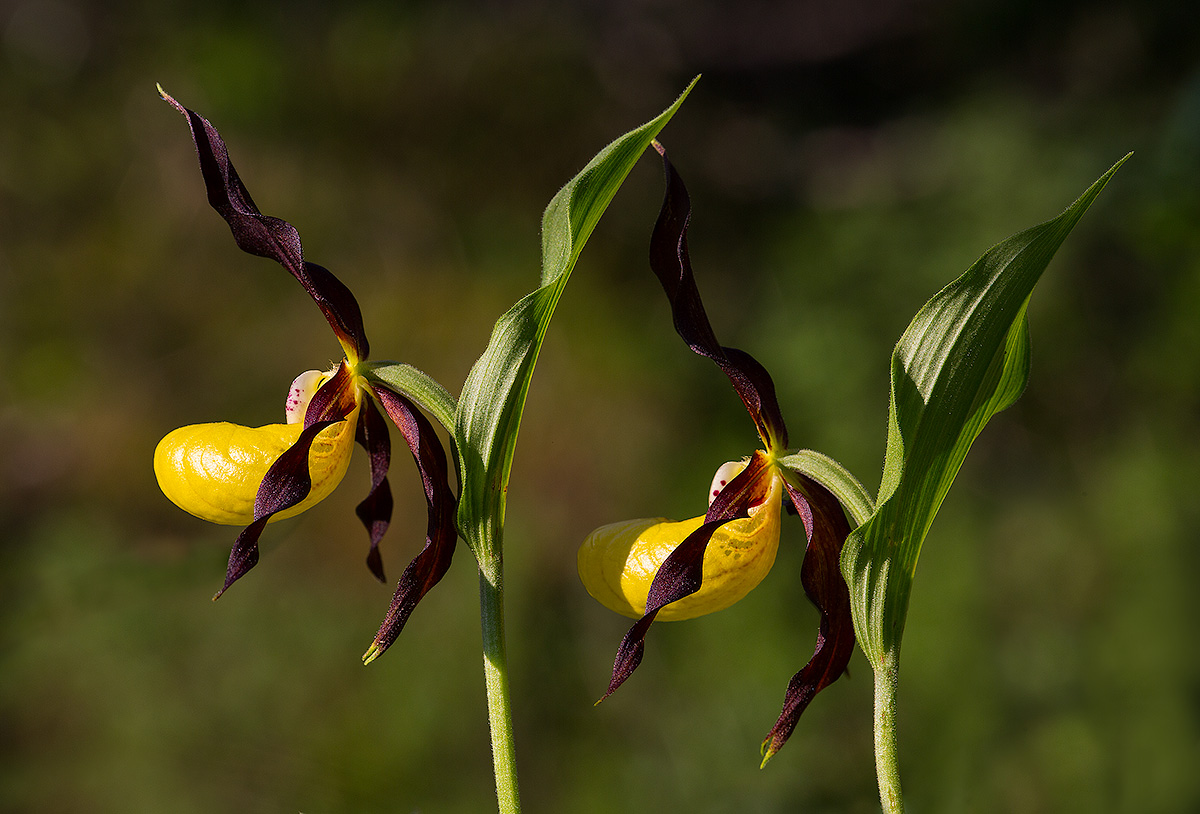 Cypripedium calceolus