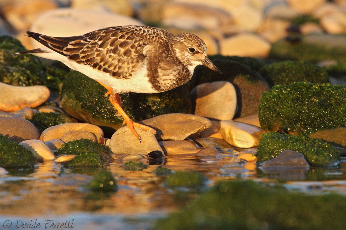 Sunrise between the stones