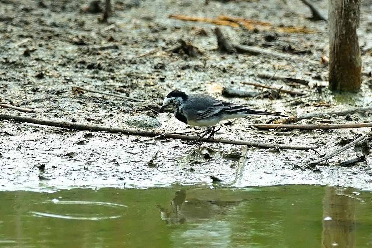 White Wagtail