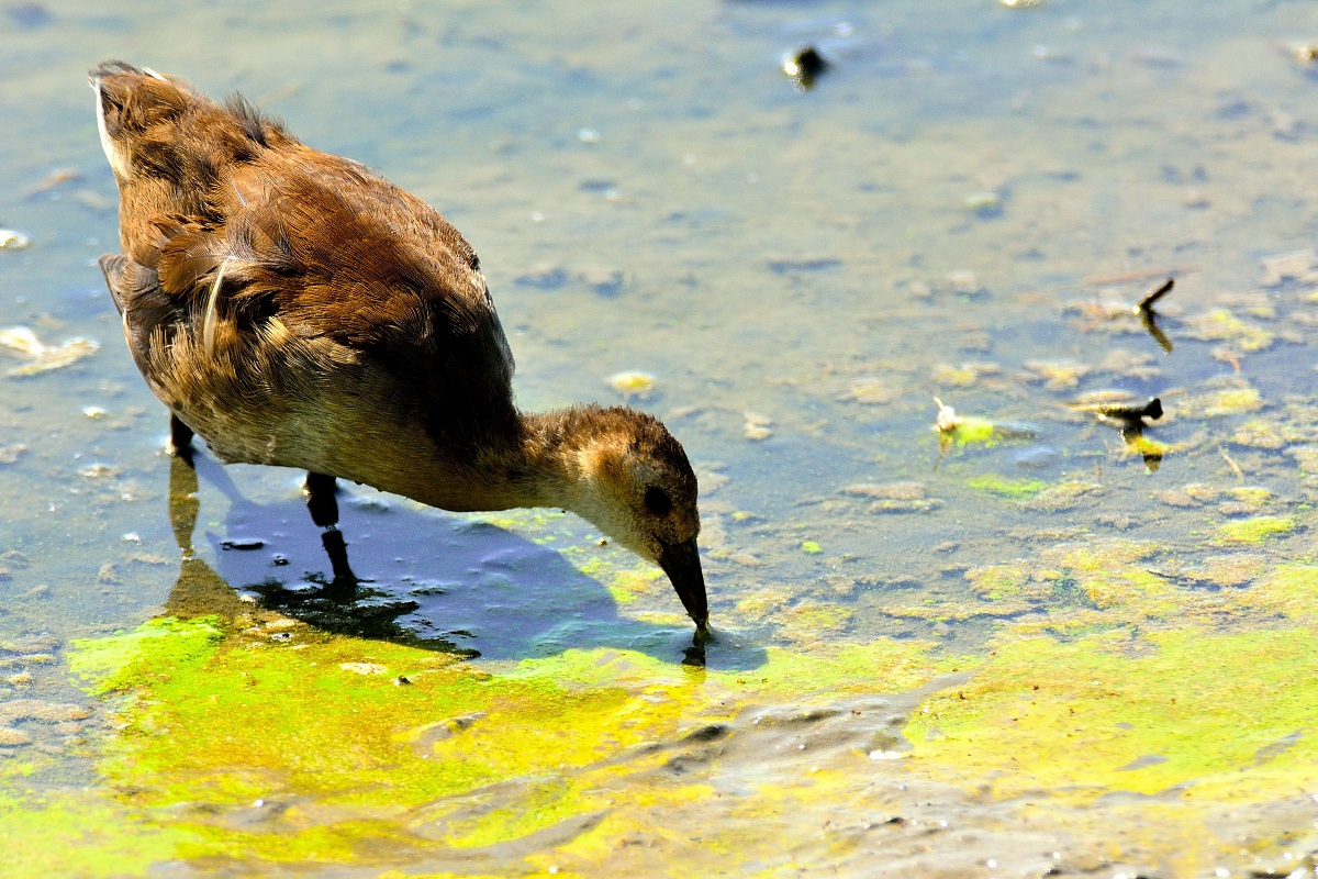 Moorhen Juv.