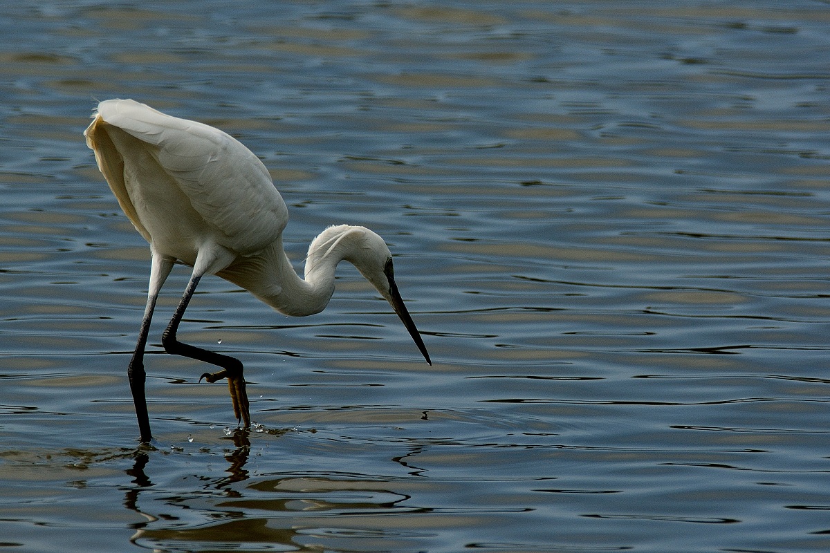 Egret ..... tip