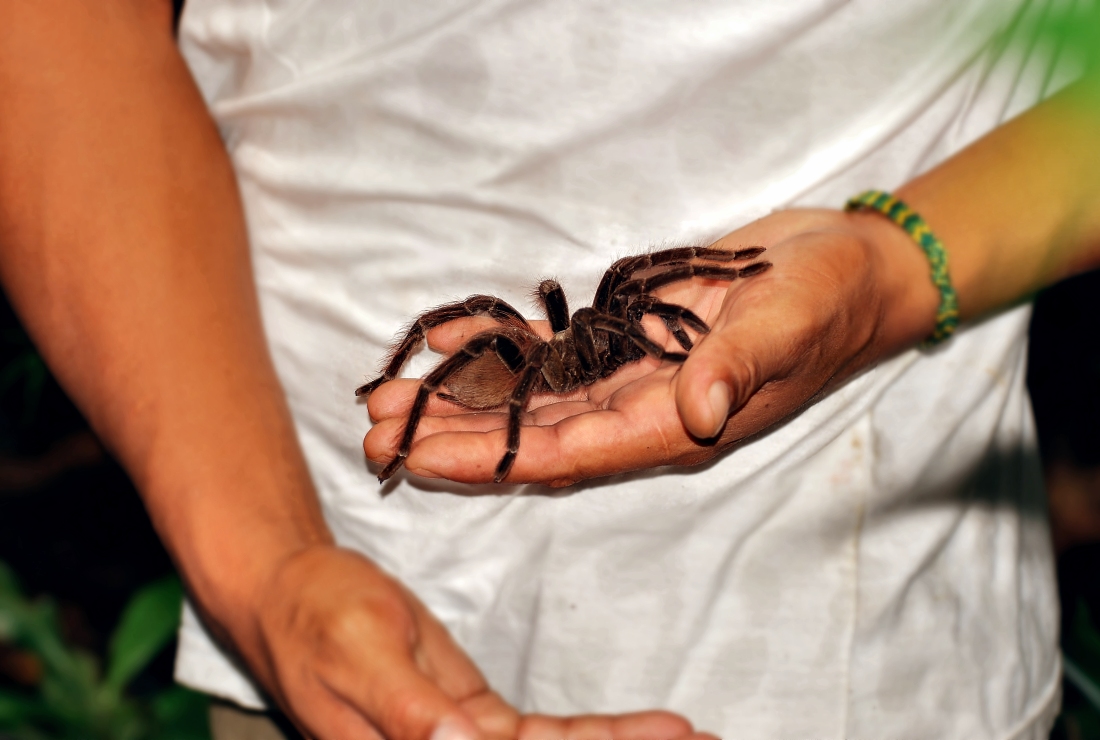 Amazon - The Indian and the Tarantula