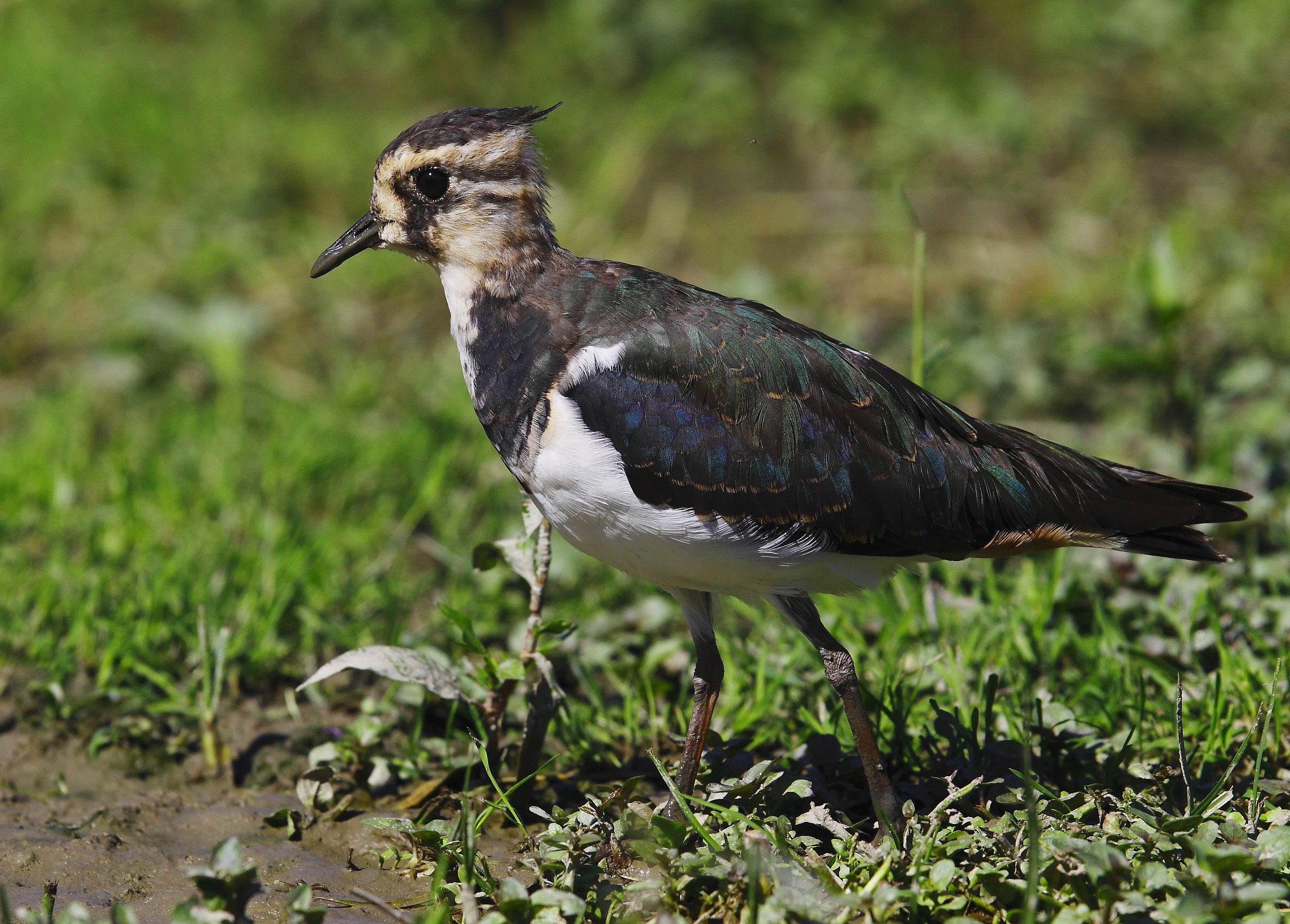 Lapwing